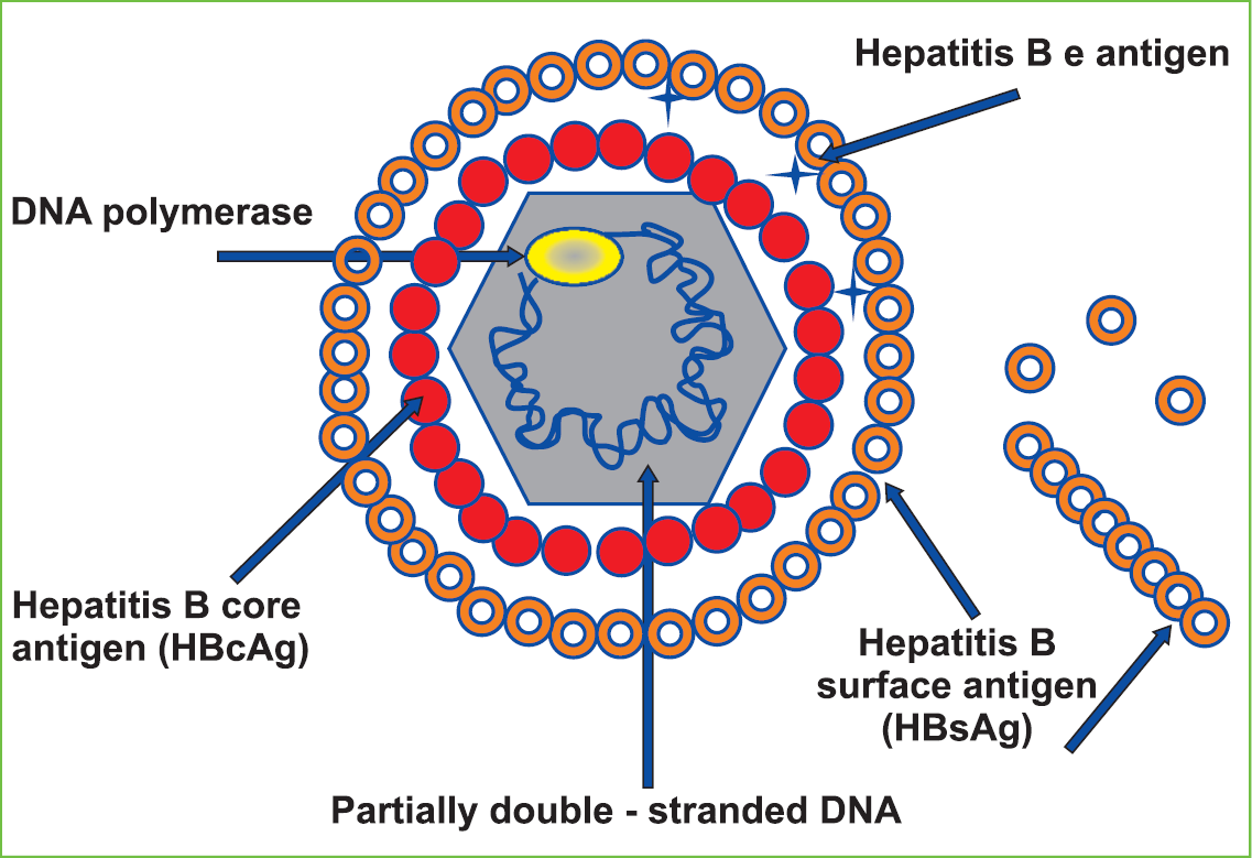 Virus hepatitidy B